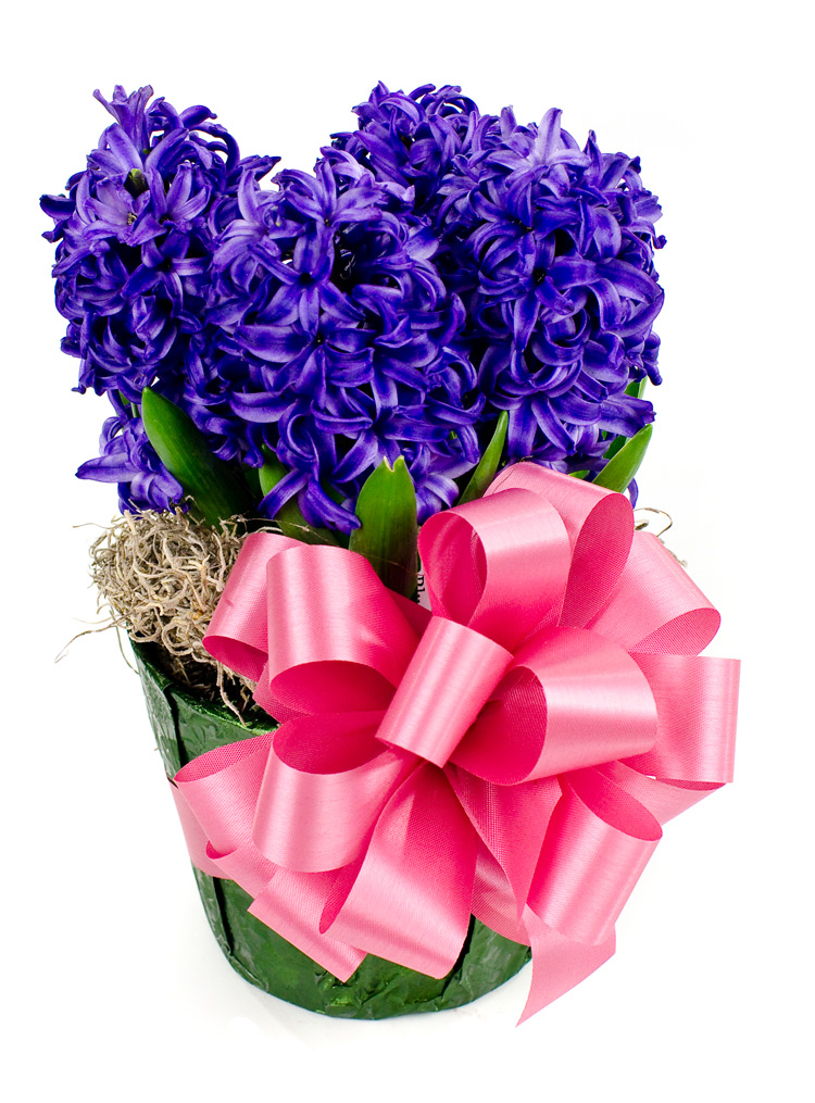 Hyacinth 6"...